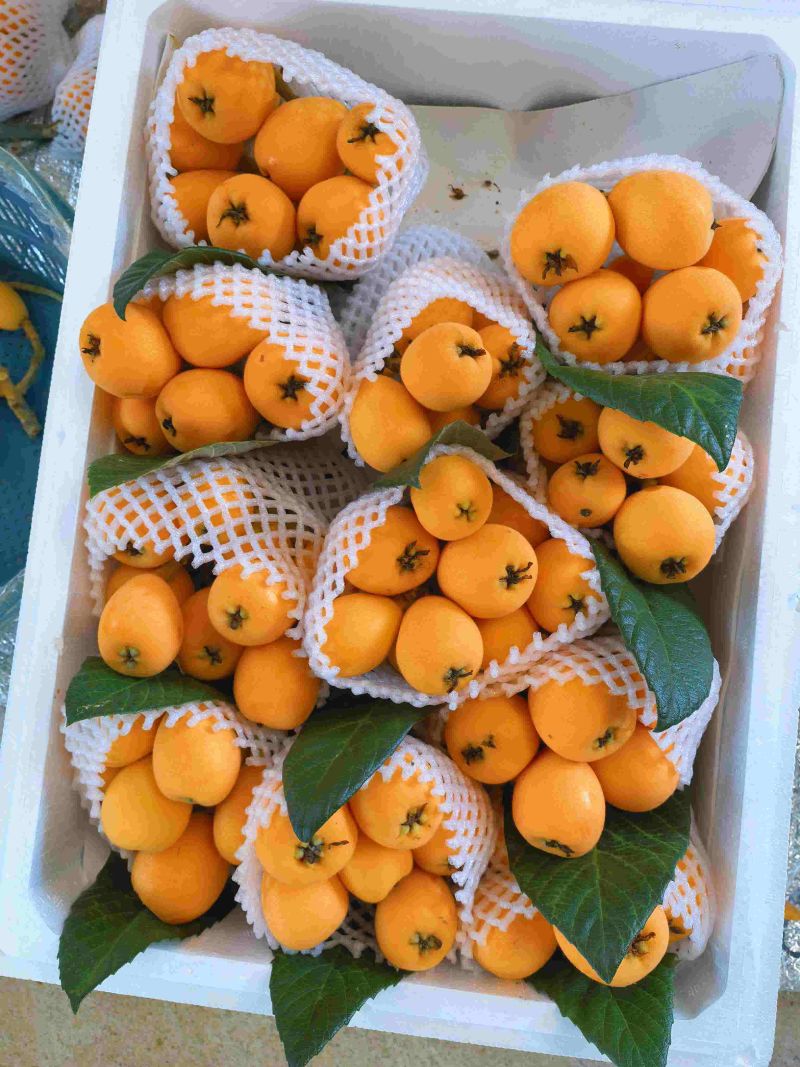 云南高原枇杷，甜枇杷
