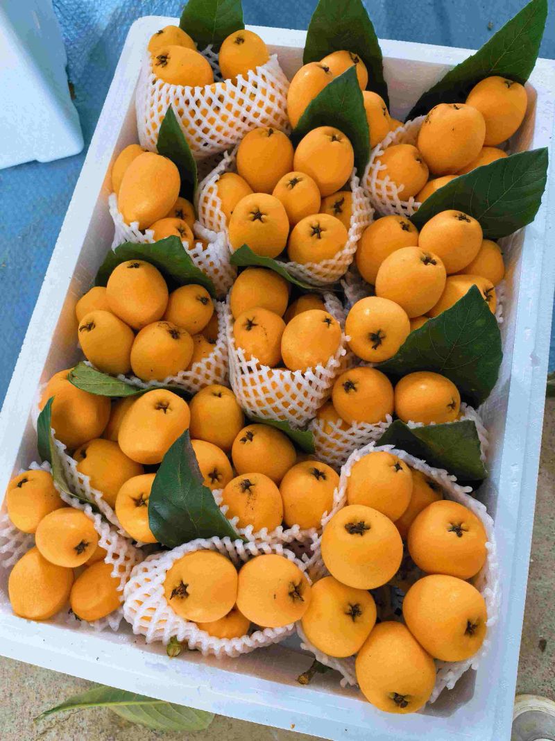 云南高原枇杷，甜枇杷