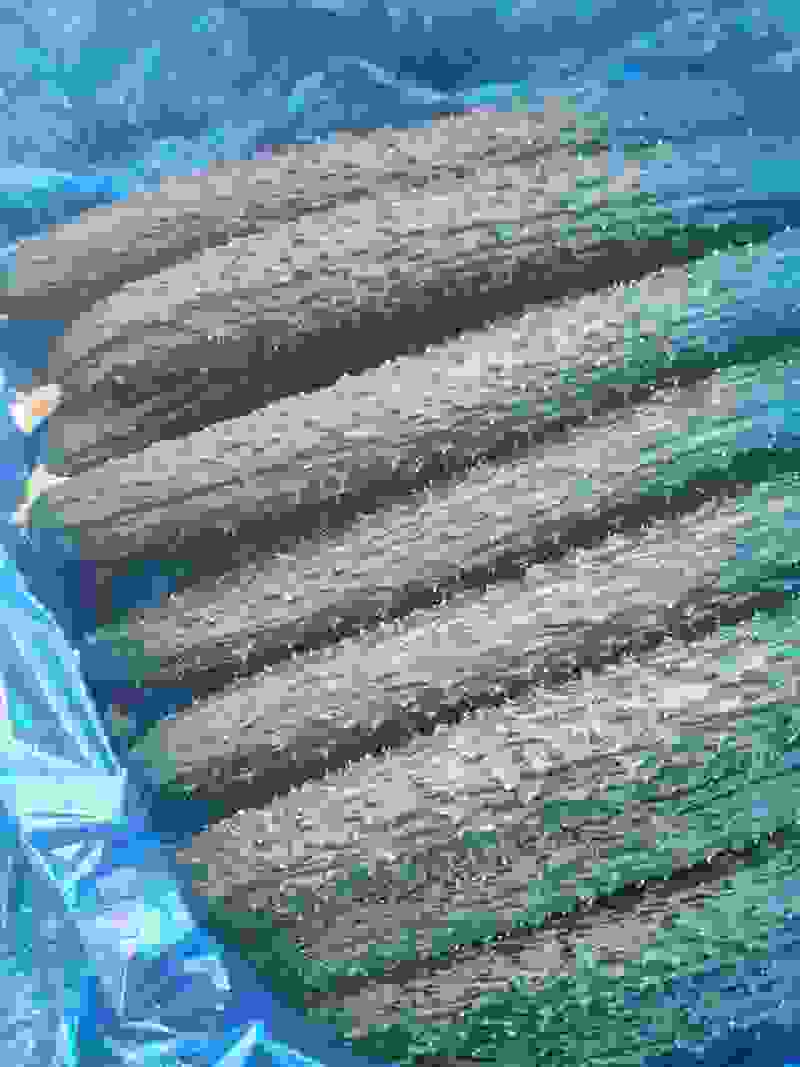 冷棚黄瓜