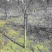 丁香花树5-15（㎝）