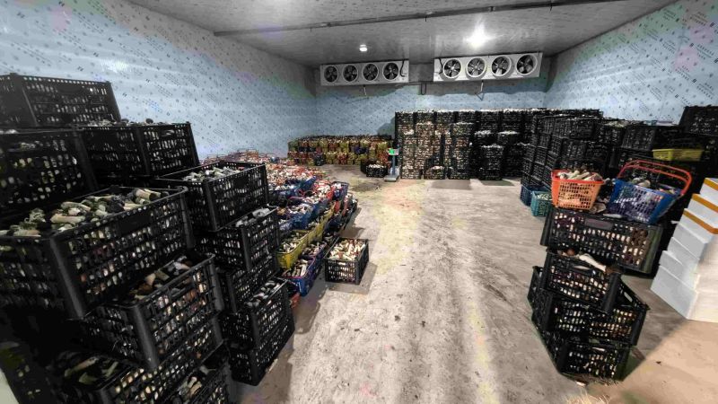 赤松茸优质统货大量上市，有实力的老板来