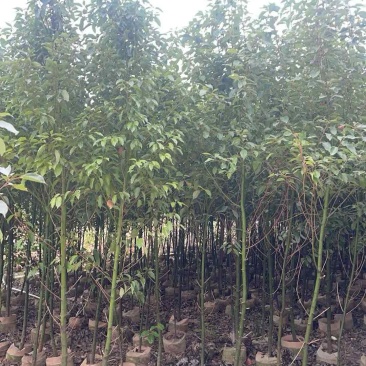 1-30公分香樟待售🌹