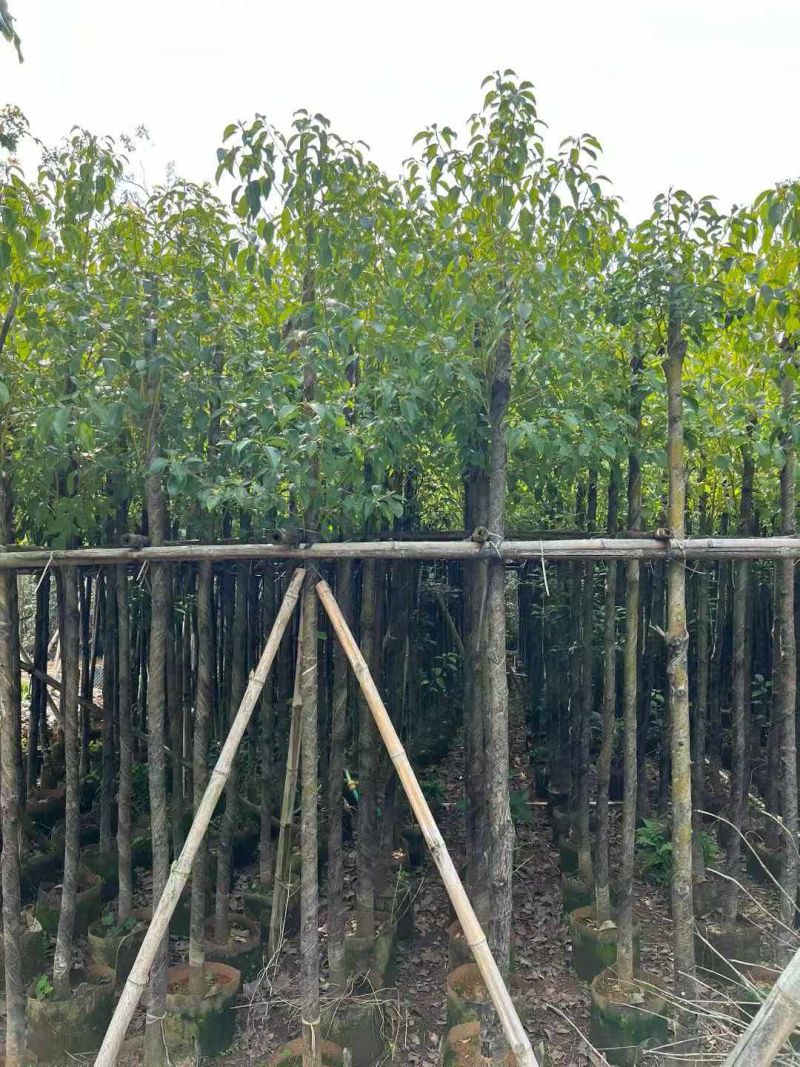 1-30公分香樟待售🌹