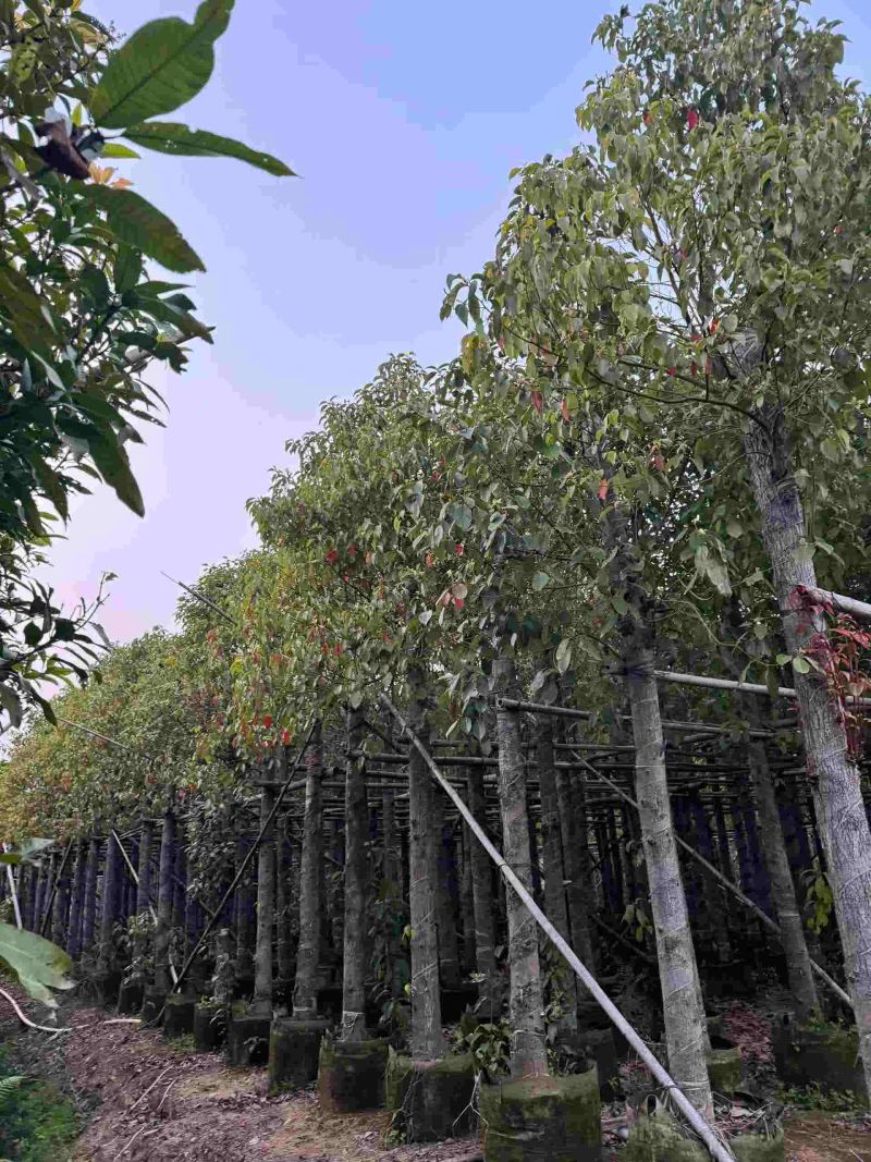 1-30公分香樟待售🌹