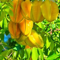 杨桃