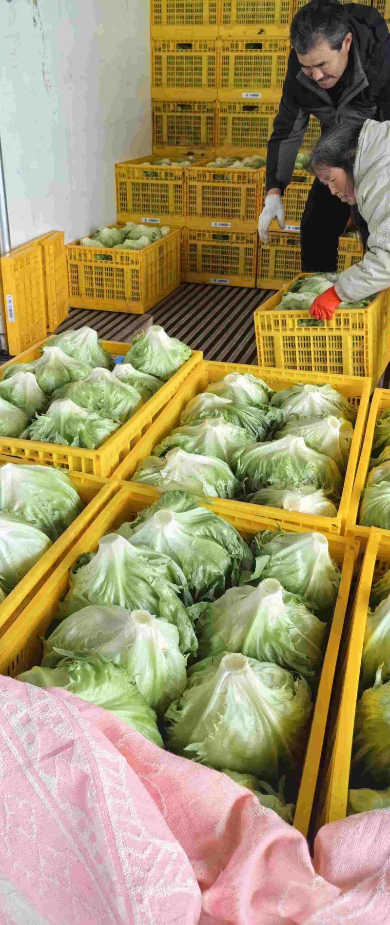 陕西圆生菜