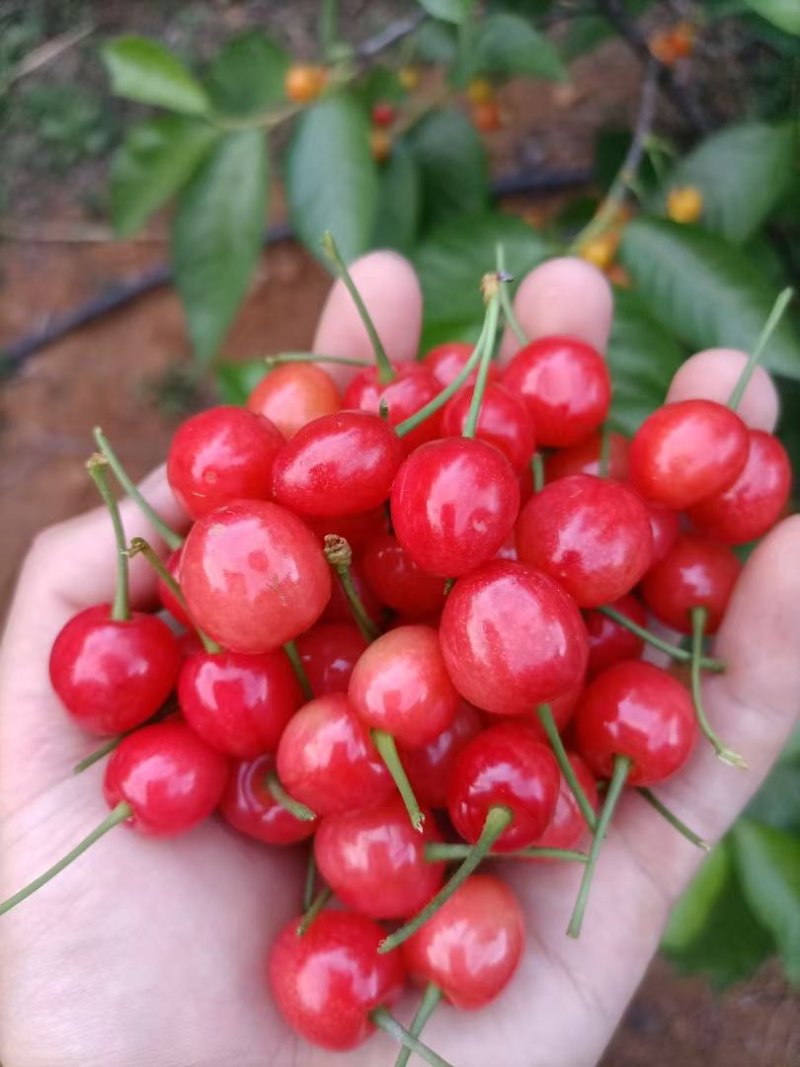 玛瑙红樱桃