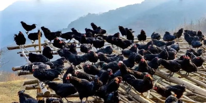 纯种散养略阳乌鸡，重量都在4斤左右，非常适合炖汤~