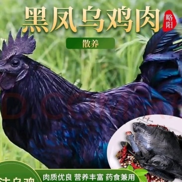 纯种散养略阳乌鸡，重量都在4斤左右，非常适合炖汤~