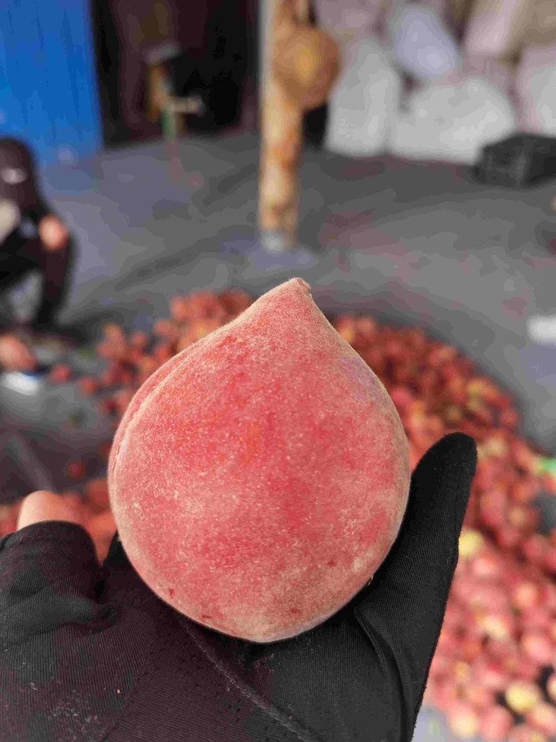 云南高山露天红宝石圣母春桃