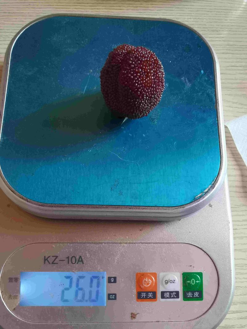 云南石屏高山杨梅