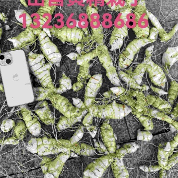 3倒3黄精栽子