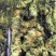 3倒3黄精栽子