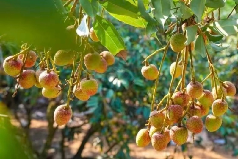 桂花香荔枝，预计三个月底成熟能采摘，产量5-6千斤