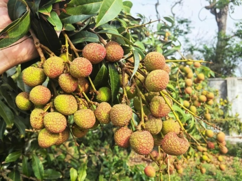 桂花香荔枝，预计三个月底成熟能采摘，产量5-6千斤
