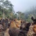 景东无量山乌骨鸡，真正的农村散养土鸡，