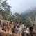 景东无量山乌骨鸡，真正的农村散养土鸡，
