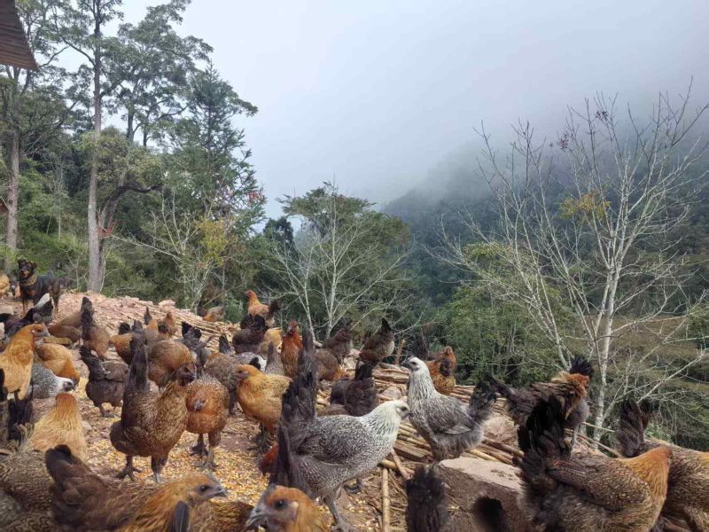 景东无量山乌骨鸡，真正的农村散养土鸡，