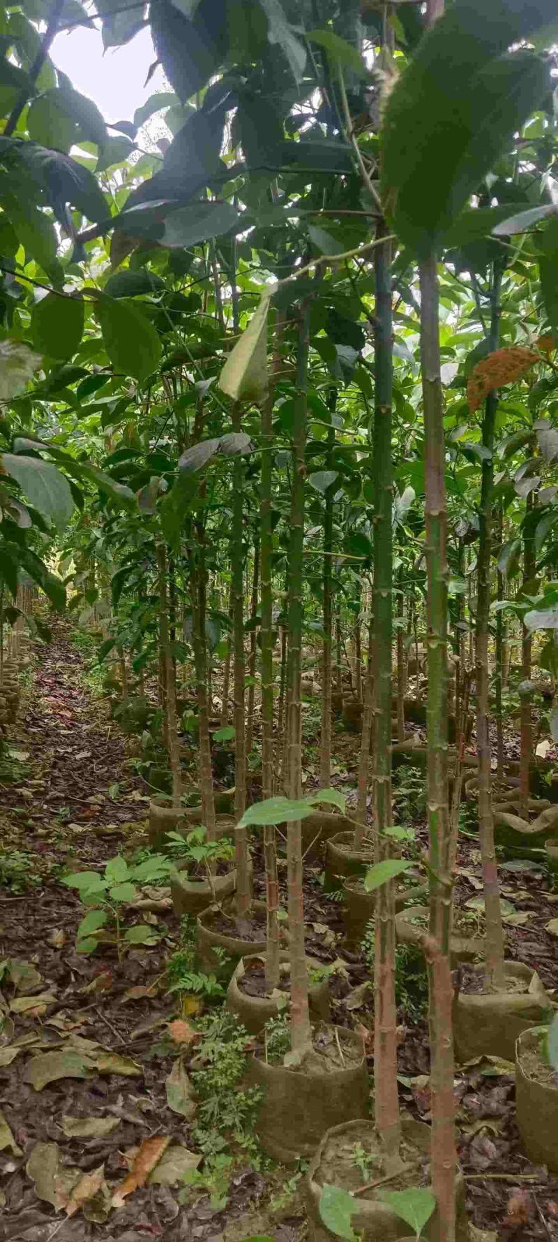 1-18分秋枫待售🌹