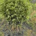 四季桂花苗，高40-70公分，