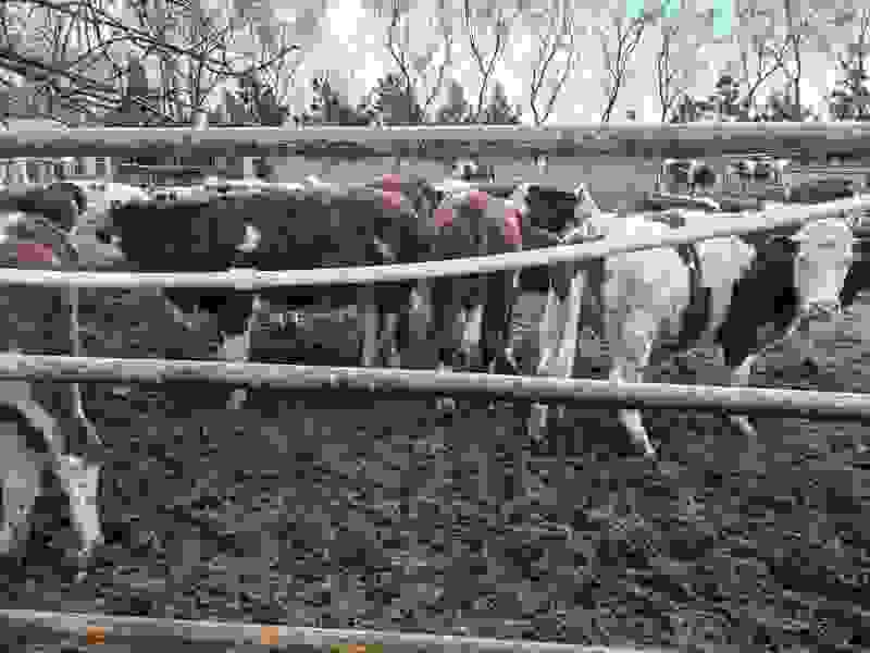 本人有100多头西门塔尔母牛条子想出手周边需要的联系我