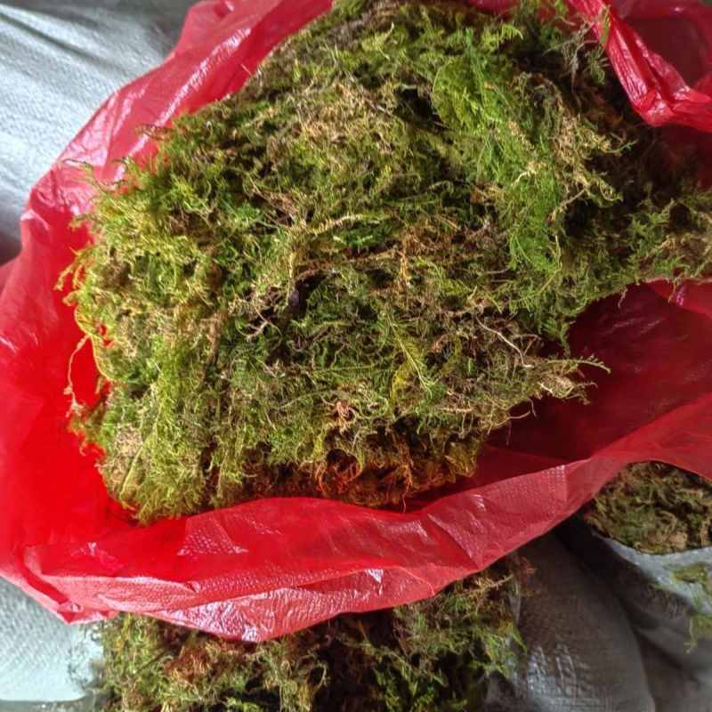 贵州干青苔机压青苔绿化包装好