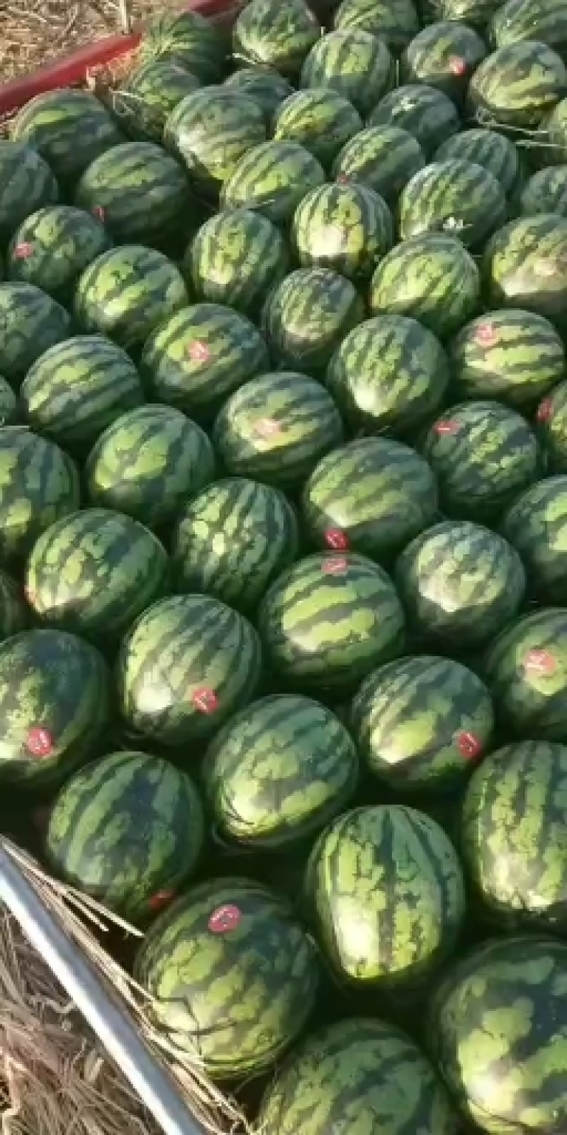 盈江甜王西瓜6斤打底8成熟1茬批发量大从优