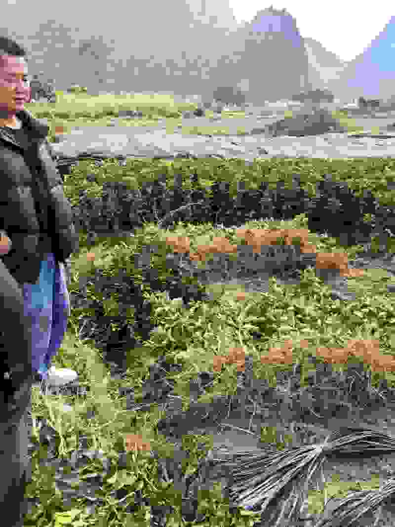 金秋沙糖桔