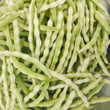 平度市崔家集镇芸豆大量上市，规格多