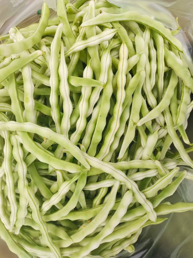 平度市崔家集镇芸豆大量上市，规格多