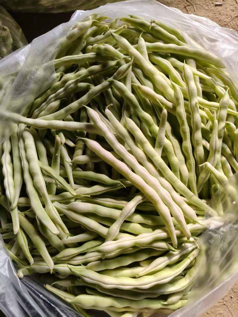 平度市崔家集镇芸豆大量上市，规格多