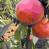 大棚春雪红梅黄毛桃大量上市
