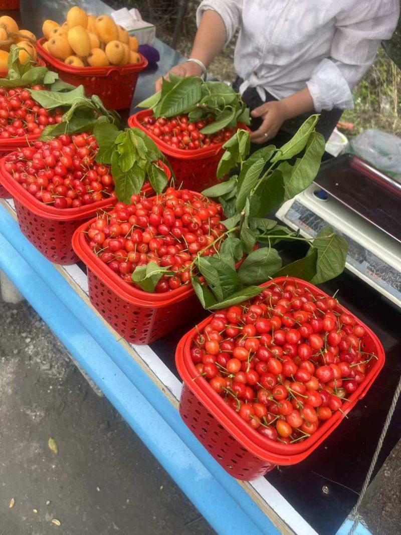 贵州本地樱桃，需要的联系***********