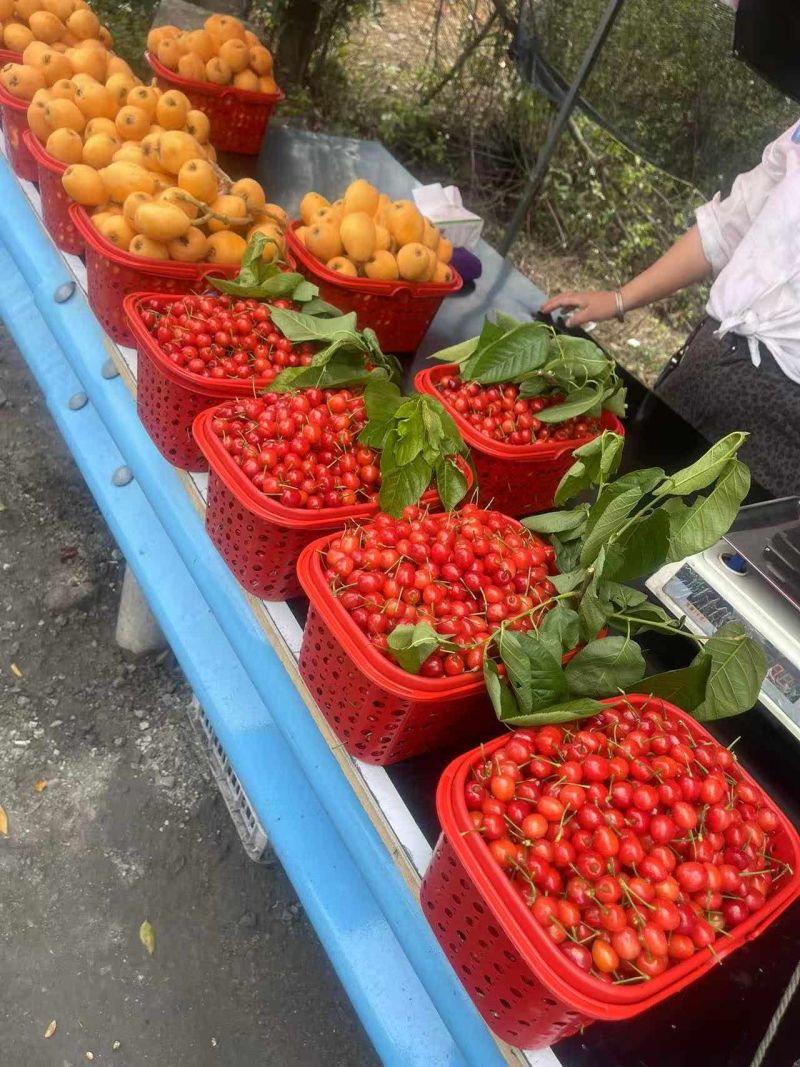 贵州本地樱桃，需要的联系***********