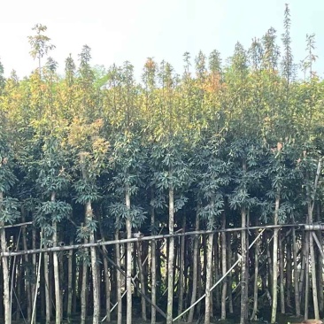 5-40分金丝楠木待售🌹