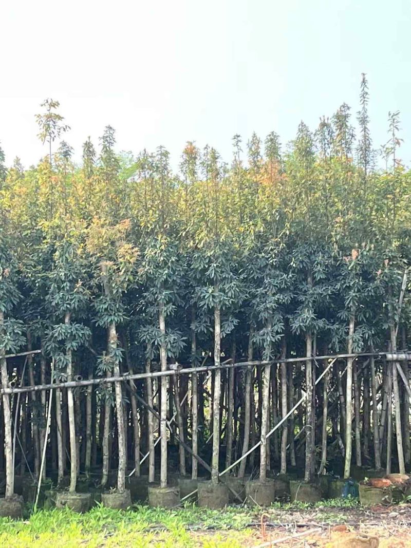 5-40分金丝楠木待售🌹