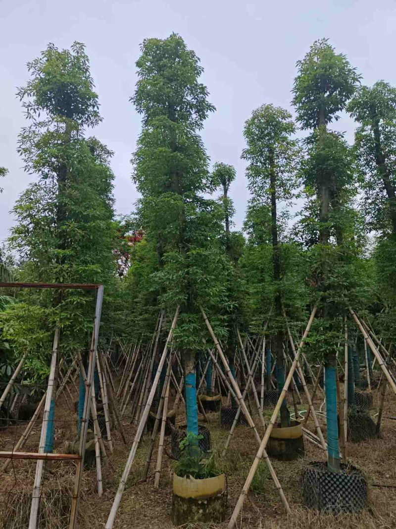 5-40分金丝楠木待售🌹