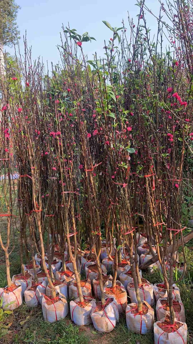 3-5分碧桃树待售🌹