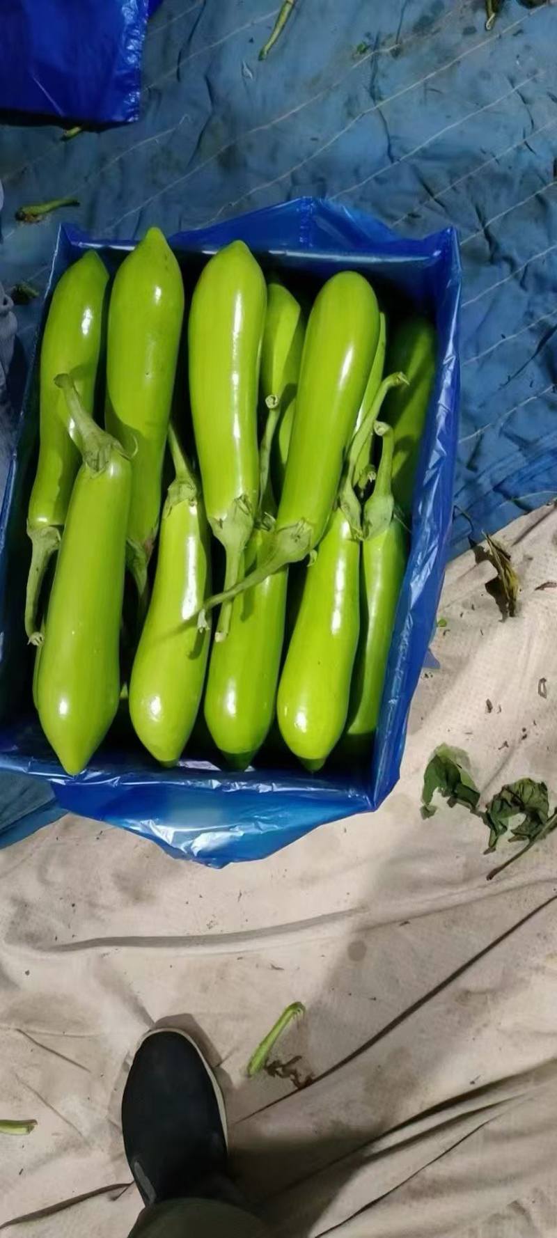 南通本地青茄子