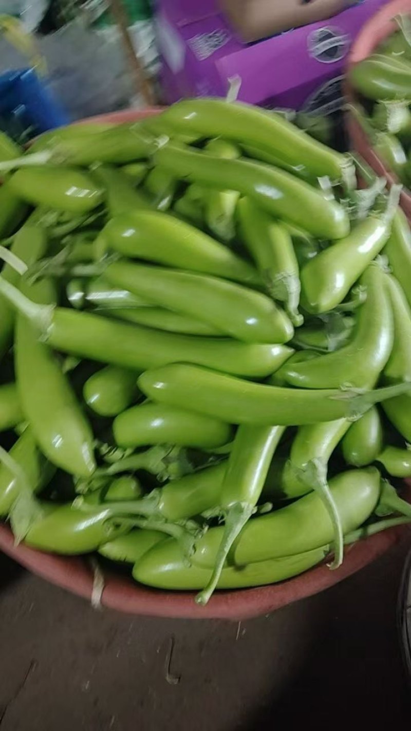 南通本地青茄子