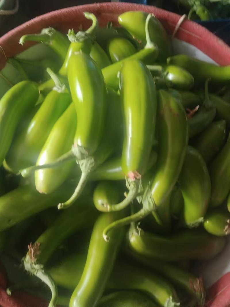南通本地青茄子