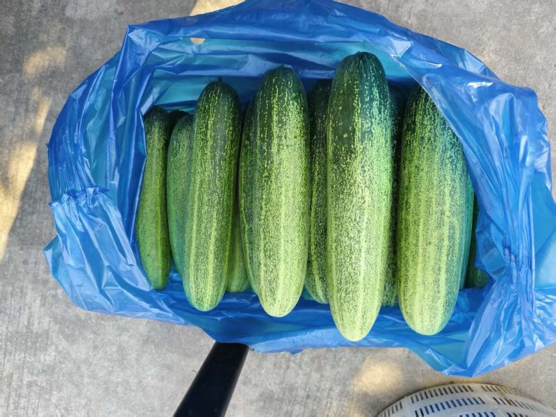 南通本地老黄瓜