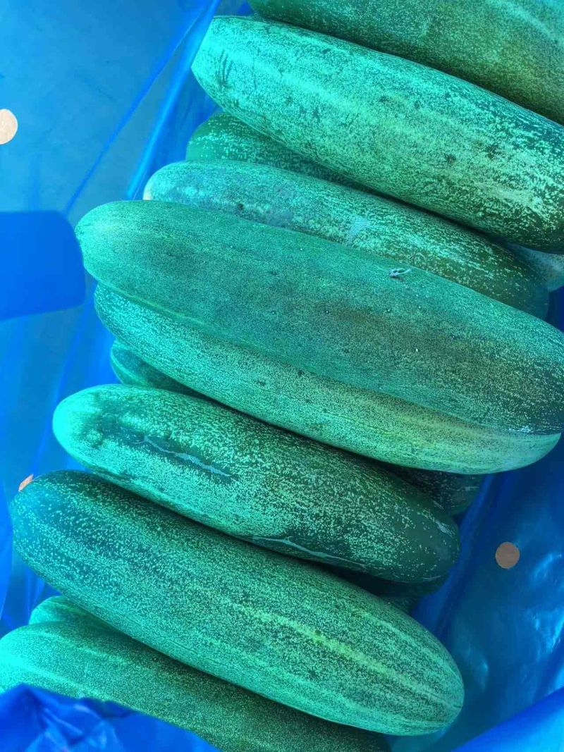 南通本地老黄瓜
