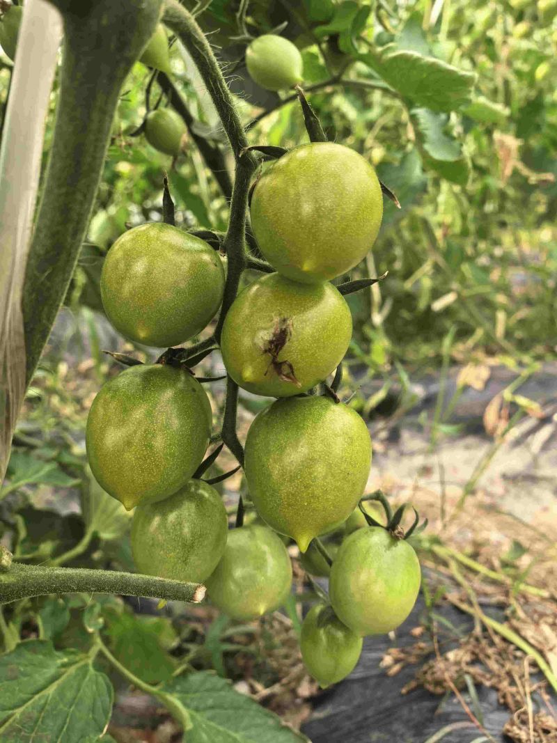 青霞、紫小可、经典等等