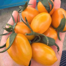 香芒皇后