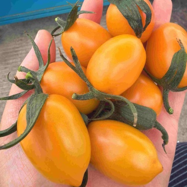 香芒皇后