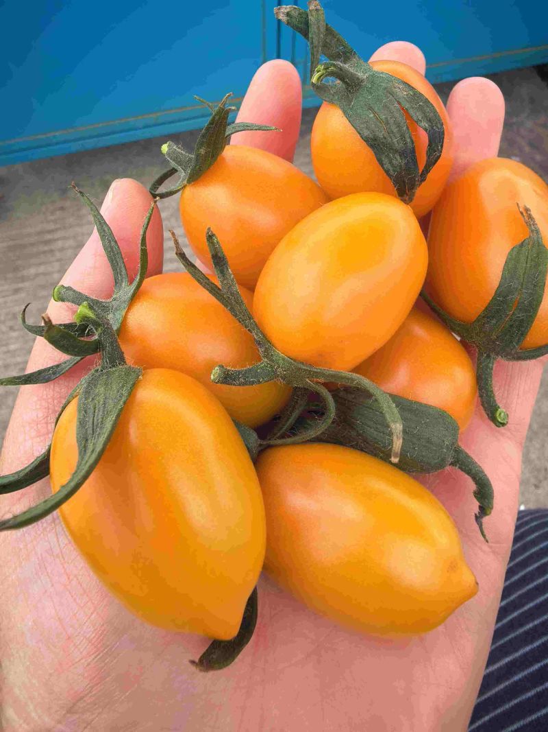 香芒皇后
