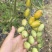 香芒皇后