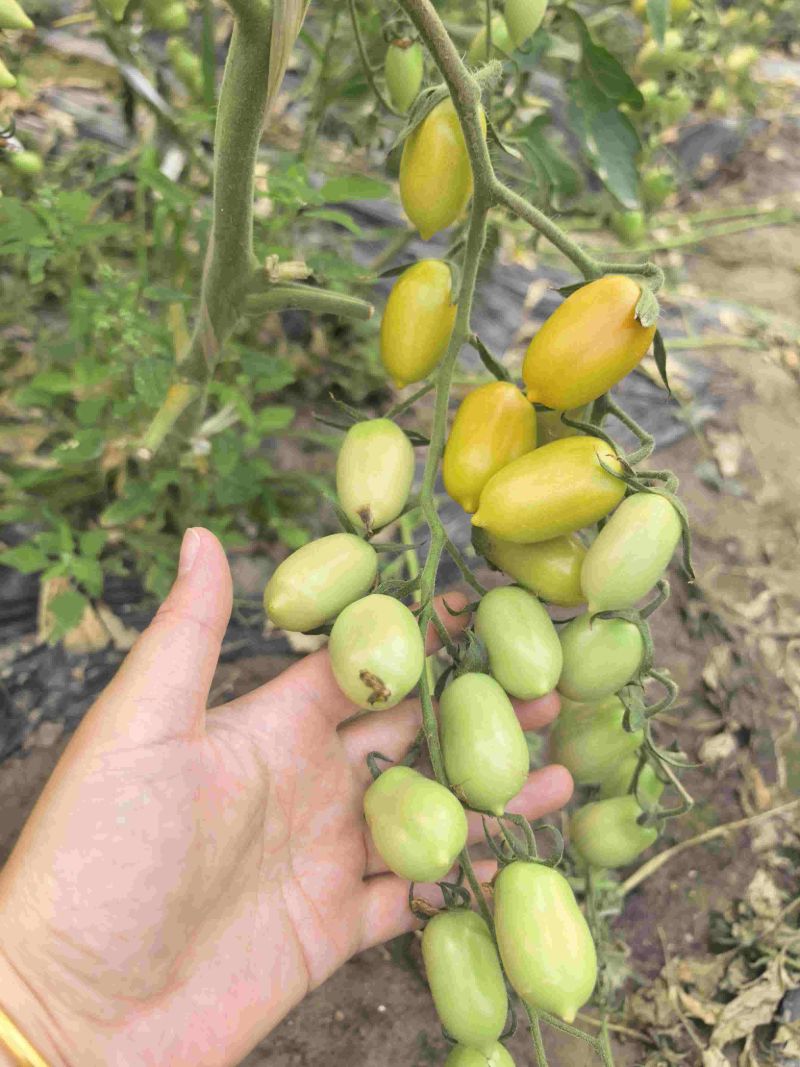 香芒皇后