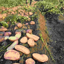 德宏新土豆盈江七彩土豆，对接全国批发商欢迎联系